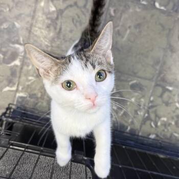 Namaari -  Domestic Short Hair Cat for Adoption in Hamburg, New York - Namaari | PetCurious