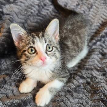 Aquafina -  Domestic Short Hair Cat for Adoption in Evanston, Illinois - Aquafina | PetCurious