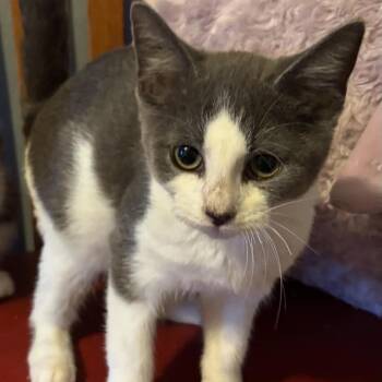 Torques -  Russian Blue and Domestic Short Hair Cat for Adoption in Carmel, Indiana - Torques | PetCurious