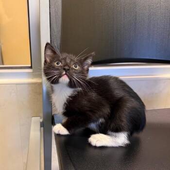 Genie -  Domestic Short Hair Cat for Adoption - Genie | PetCurious