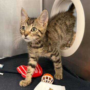Tiggy -  Domestic Short Hair Cat for Adoption in West Palm Beach, Florida - Tiggy | PetCurious