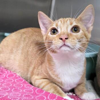 Olive -  Domestic Short Hair Cat for Adoption in Michigan City, Indiana - Olive | PetCurious