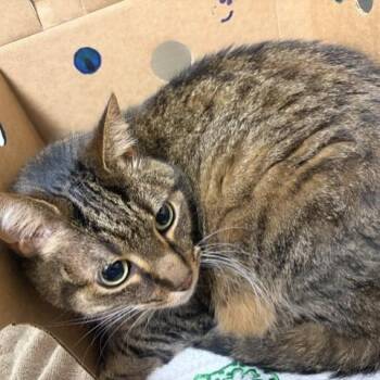 Ross -  American Shorthair Cat for Adoption - Ross | PetCurious