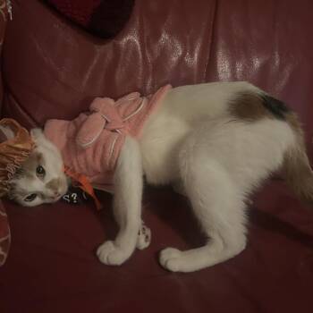 Michi -  Domestic Short Hair Cat for Adoption in Philadelphia, Pennsylvania - Michi | PetCurious