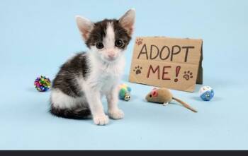 Chip - Sweet and affectionate -  Domestic Short Hair Cat for Adoption in Muskego, Wisconsin - Chip - Sweet And Affectionate | PetCurious
