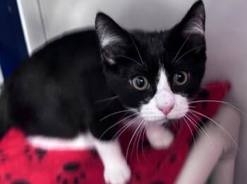 Domestic Short Hair Cats Available for Adoption in Powell, Ohio - Butterscotch | PetCurious