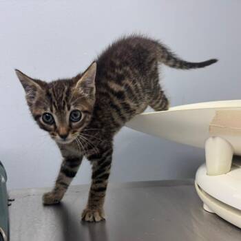 Toby -  Domestic Short Hair Cat for Adoption in Columbus, Georgia - Toby | PetCurious