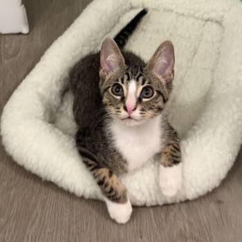 Truffle -  Domestic Short Hair Cat for Adoption in Los Angeles, California - Truffle | PetCurious