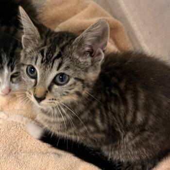 Claude -  Domestic Short Hair Cat for Adoption in Evansville, Indiana - Claude | PetCurious