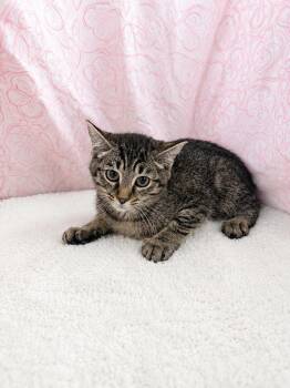 Willa -  Domestic Short Hair Cat for Adoption in Winnsboro, South Carolina - Willa | PetCurious