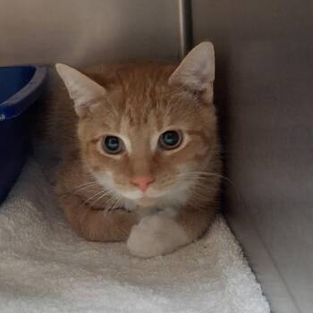 Archie -  Domestic Short Hair Cat for Adoption in Auburn, Alabama - Archie | PetCurious