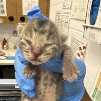 Paddington Bear -  Domestic Short Hair Cat for Adoption in West Palm Beach, Florida - Paddington Bear | PetCurious