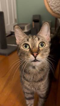 Catfish -  Tabby and Domestic Short Hair Cat for Adoption in Columbia, South Carolina - Catfish | PetCurious