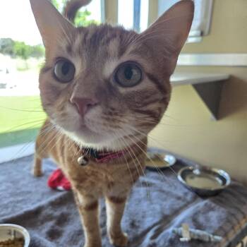 Mosey -  Domestic Short Hair and Mixed Breed Cat for Adoption in Leander, Texas - Mosey | PetCurious