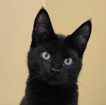 Snickers -  Domestic Short Hair Cat for Adoption in Eugene, Oregon - Snickers | PetCurious