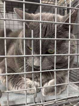 Domestic Short Hair Cats Available for Adoption in Las Vegas, Nevada - POLO | PetCurious