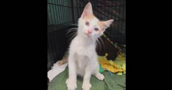 Uwharrie -  Domestic Short Hair and Tabby Cat for Adoption in Virginia Beach, Virginia - Uwharrie | PetCurious