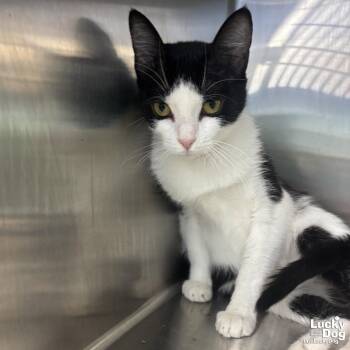 Domestic Short Hair Cats Available for Adoption in Washington, District Of Columbia - Meeka | PetCurious