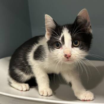 Lilac -  Domestic Short Hair Cat for Adoption in Chattanooga, Tennessee - Lilac | PetCurious