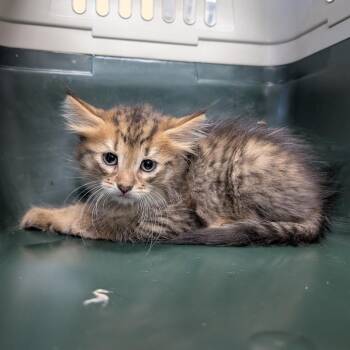 Dr. Doofenshmirtz -  Domestic Medium Hair Cat for Adoption in West Olive, Michigan - Dr. Doofenshmirtz | PetCurious