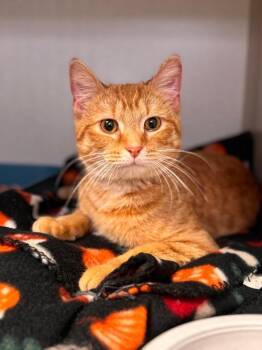 Blaze -  Domestic Short Hair Cat for Adoption in Pottsville, Pennsylvania - Blaze | PetCurious