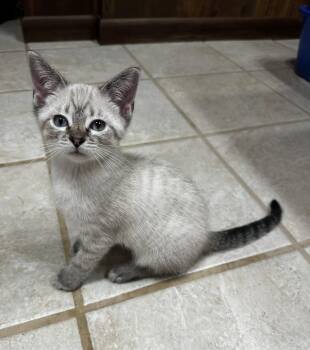 Winning Colors -  Siamese and Domestic Short Hair Cat for Adoption in Georgetown, Kentucky - Winning Colors | PetCurious