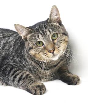 Scout is so misunderstood - SUPER SWEET and tiny for life -  Tabby and Bengal Cat for Adoption in Bedford Hills, New York - Scout Is So Misunderstood - SUPER SWEET And Tiny For Life | PetCurious