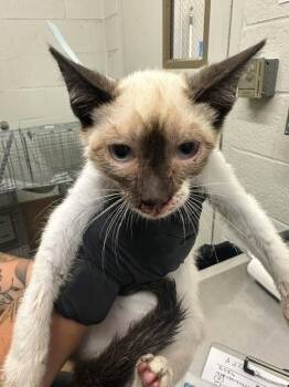 A273813 -  Domestic Short Hair Cat for Adoption in Chula Vista, California - A273813 | PetCurious
