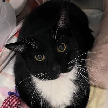 Domestic Short Hair Cats Available for Adoption - Cinna | PetCurious