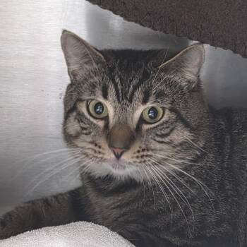 Domestic Short Hair Cats Available for Adoption - Ozzy | PetCurious