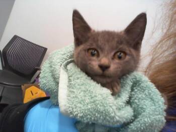 BUTTON -  Domestic Short Hair Cat for Adoption in Charlotte, North Carolina - BUTTON | PetCurious