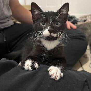 Tony -  Domestic Short Hair Cat for Adoption in Andover, Connecticut - Tony | PetCurious