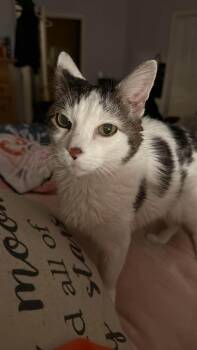 Sparks -  Domestic Short Hair Cat for Adoption in Chicago, Illinois - Sparks | PetCurious