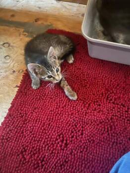 Rescue Domestic Short Hair Cats for Adoption in Lebec, California - Squeaky | PetCurious
