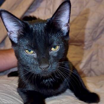 Salem -  Domestic Short Hair Cat for Adoption in Huntsville, Alabama - Salem | PetCurious