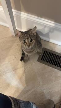 Rescue Domestic Short Hair Cats for Adoption in Lumberton, North Carolina - Sunny | PetCurious