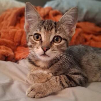 Tots -  Domestic Short Hair Cat for Adoption in Denison, Texas - Tots | PetCurious