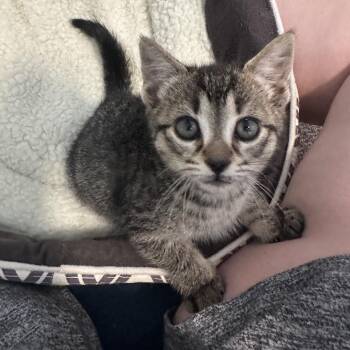 Rose -  Tabby Cat for Adoption in Hamilton, Ontario - Rose | PetCurious