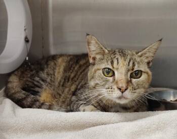 Ms Thickums -  Domestic Short Hair Cat for Adoption in Clarksville, Tennessee - Ms Thickums | PetCurious