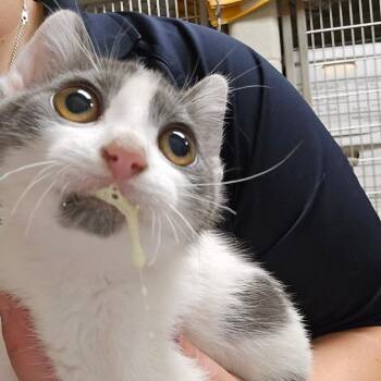 DJ Spinderella -  Domestic Short Hair Cat for Adoption in Bristol, Indiana - DJ Spinderella | PetCurious