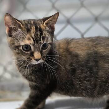 Twig -  Domestic Medium Hair Cat for Adoption in Lexington, South Carolina - Twig | PetCurious