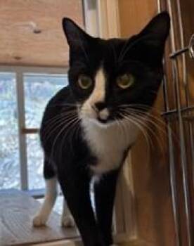 Paisley -  Tuxedo Cat for Adoption in Lead, South Dakota - Paisley | PetCurious