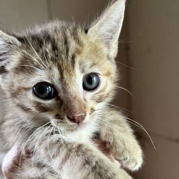 Ruby Princess -  Domestic Short Hair Cat for Adoption in Volcano, Hawaii - Ruby Princess | PetCurious
