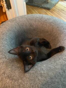 Chocolate Mousse (FeLV+) -  Domestic Short Hair Cat for Adoption in Minneapolis, Minnesota - Chocolate Mousse (FeLV+) | PetCurious