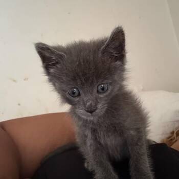 Mister -  Domestic Short Hair Cat for Adoption in Roxboro, North Carolina - Mister | PetCurious