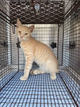 Rescue Domestic Short Hair Cats for Adoption in New Braunfels, Texas - Kira | PetCurious