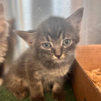 Saosin -  Domestic Short Hair Cat for Adoption in Lynchburg, Virginia - Saosin | PetCurious