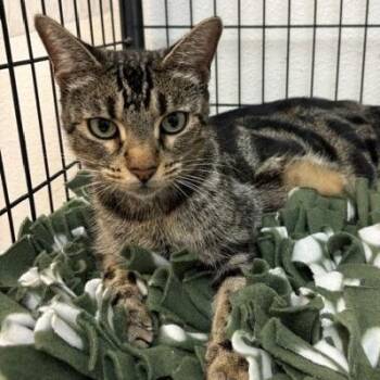 Phoebe -  Domestic Short Hair Cat for Adoption in Hawthorne, California - Phoebe | PetCurious