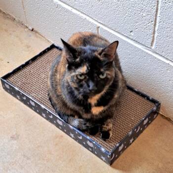 Domestic Short Hair Cats Available for Adoption in Brownsboro, Alabama - Amelia | PetCurious