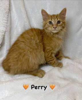 Perry -  Domestic Long Hair Cat for Adoption in Copley, Ohio - Perry | PetCurious